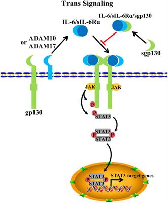 Functional role of skeletal muscle-derived interleukin-6 and its effects on lipid metabolism